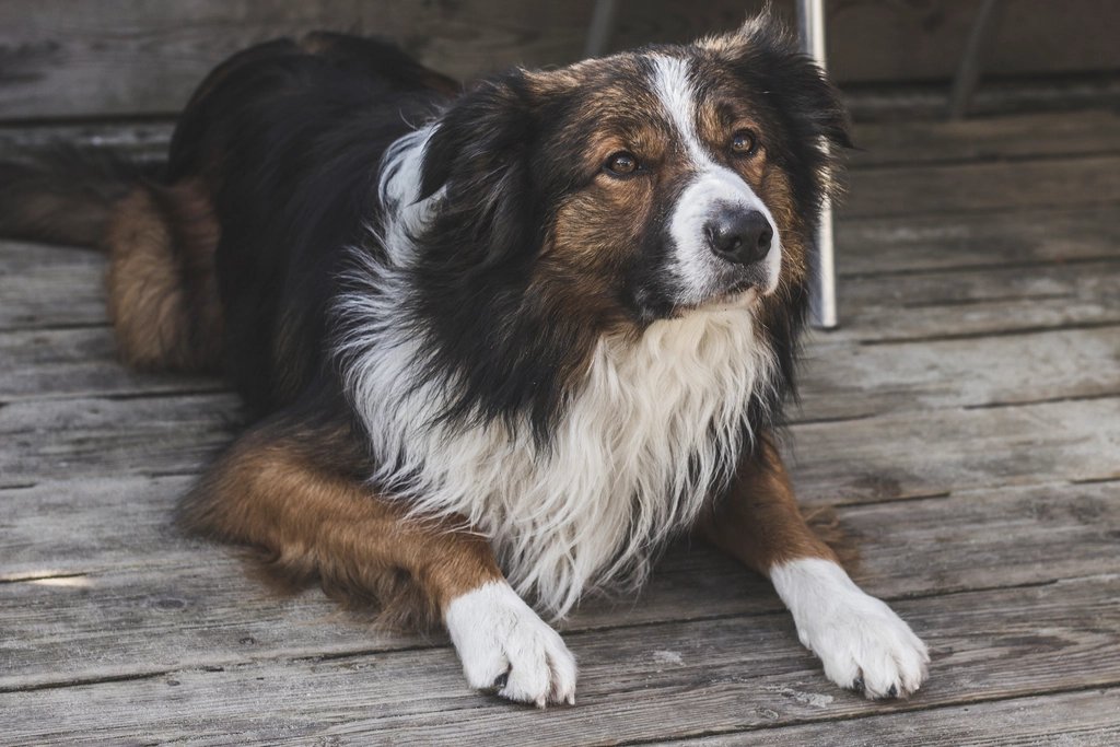 Un berger couché sur une terrasse en bois, détendu, qui regarde son maître.