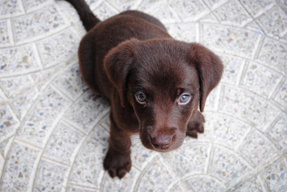 Un chiot labrador chocolat lève la tête.