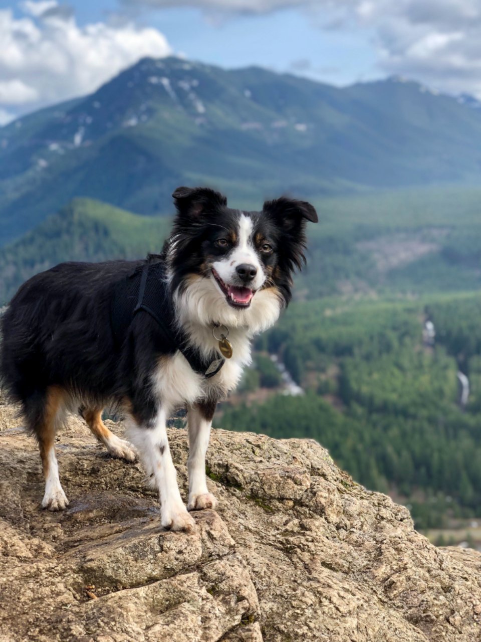 Un border collie se tient sur un rocher, la vallée et les montagnes derrière lui.