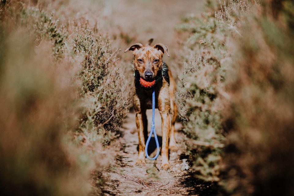 Un chien en laisse regarde droit vers l'objectif, sur un sentier.