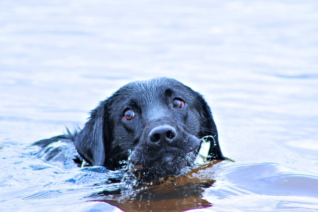 Un labrador noir nage, la tête hors de l'eau.