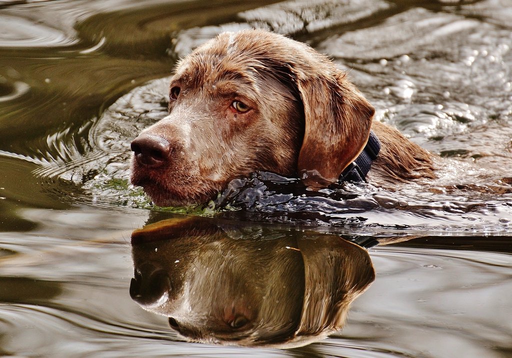 Un chien nage calmement dans une rivière.