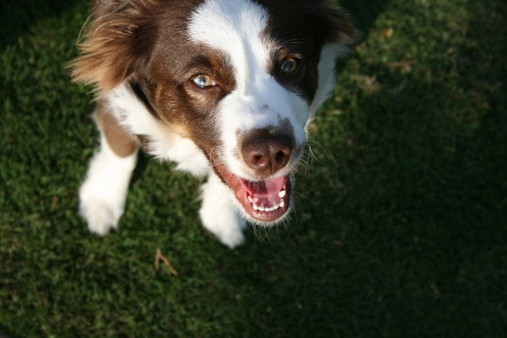 Un chien noir et blanc lève les yeux vers son maître, attentif.