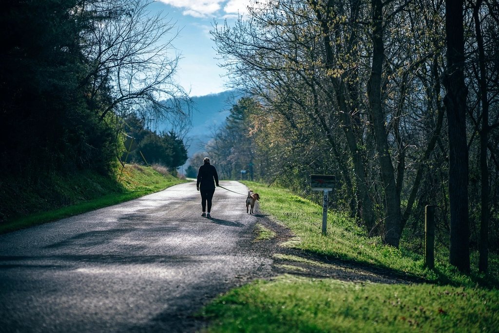 Une personne marche avec son chien sur une route de forêt, les collines au loin.