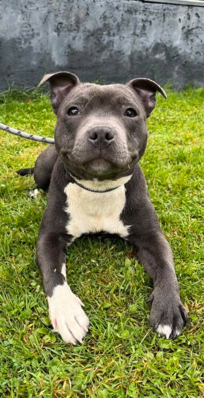 Un staffie, photo transmise par SG Education Canine.
